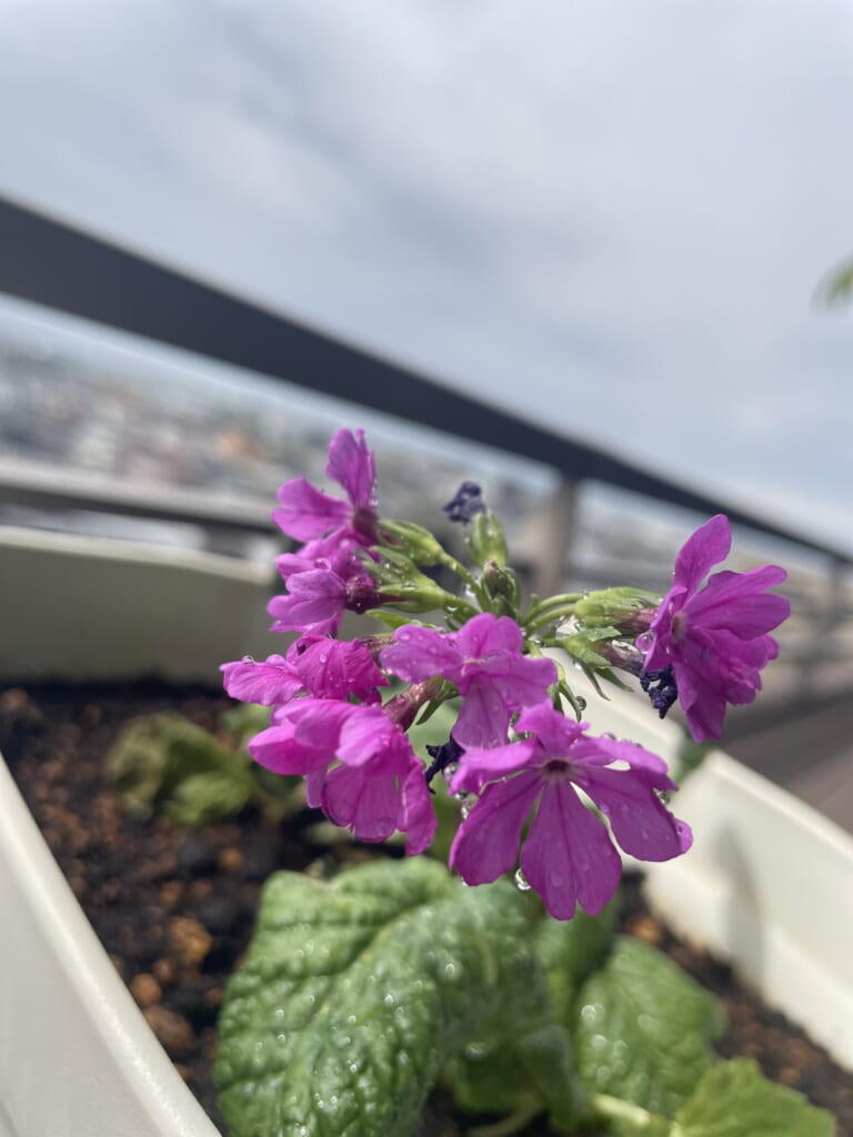 【さくらそう咲く】