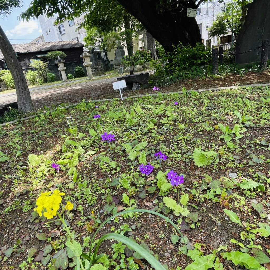 【さくらそう咲く】