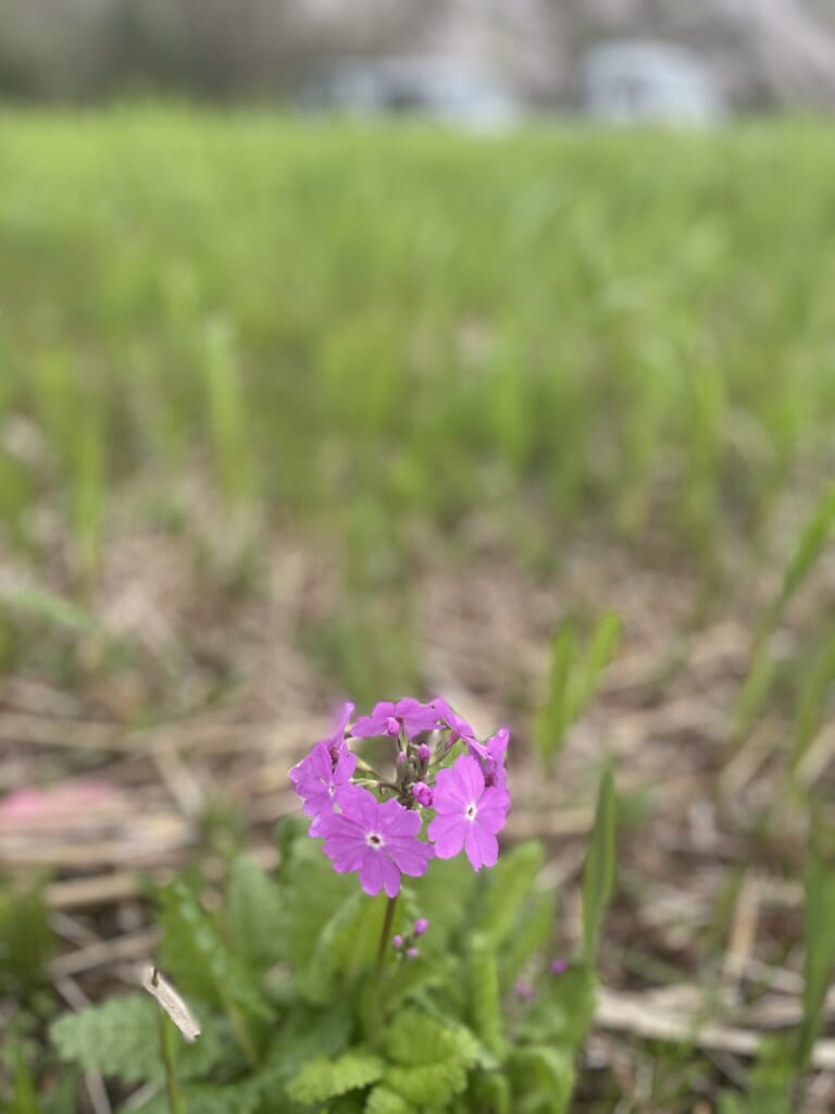 【さくらそう咲く】